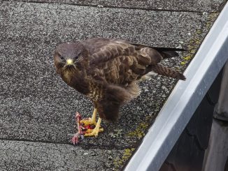 Bussard